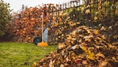 Im Oktober ist es besonders wichtig, das Laub auf dem Rasen zu entfernen