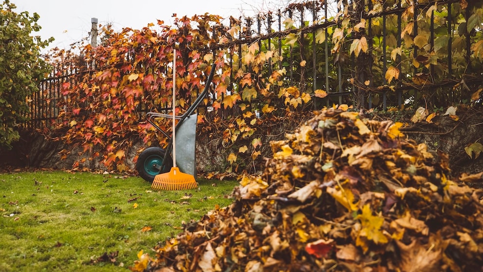 Im Oktober ist es besonders wichtig, das Laub auf dem Rasen zu entfernen