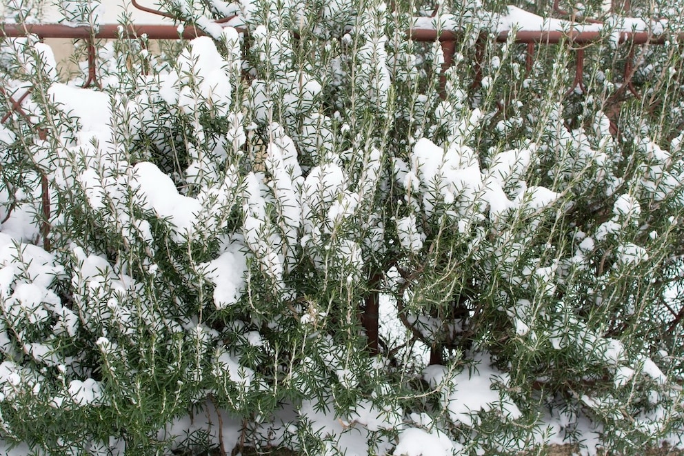 Kann Rosmarin im Winter draußen bleiben?