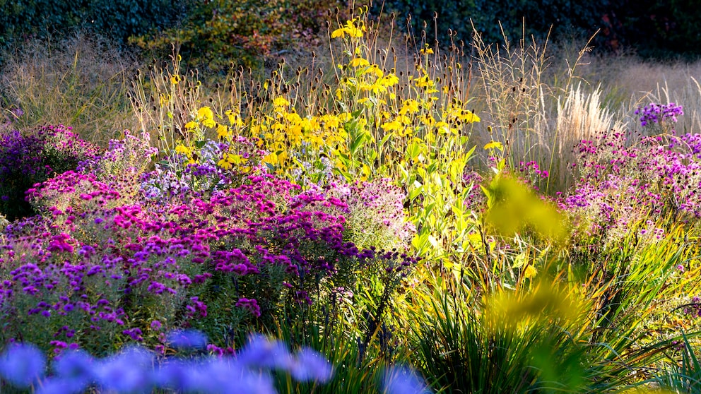 Stauden im Herbst