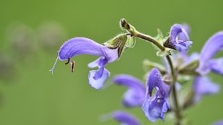 Wiesensalbei