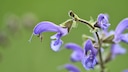 Wiesensalbei