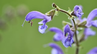 Wiesensalbei