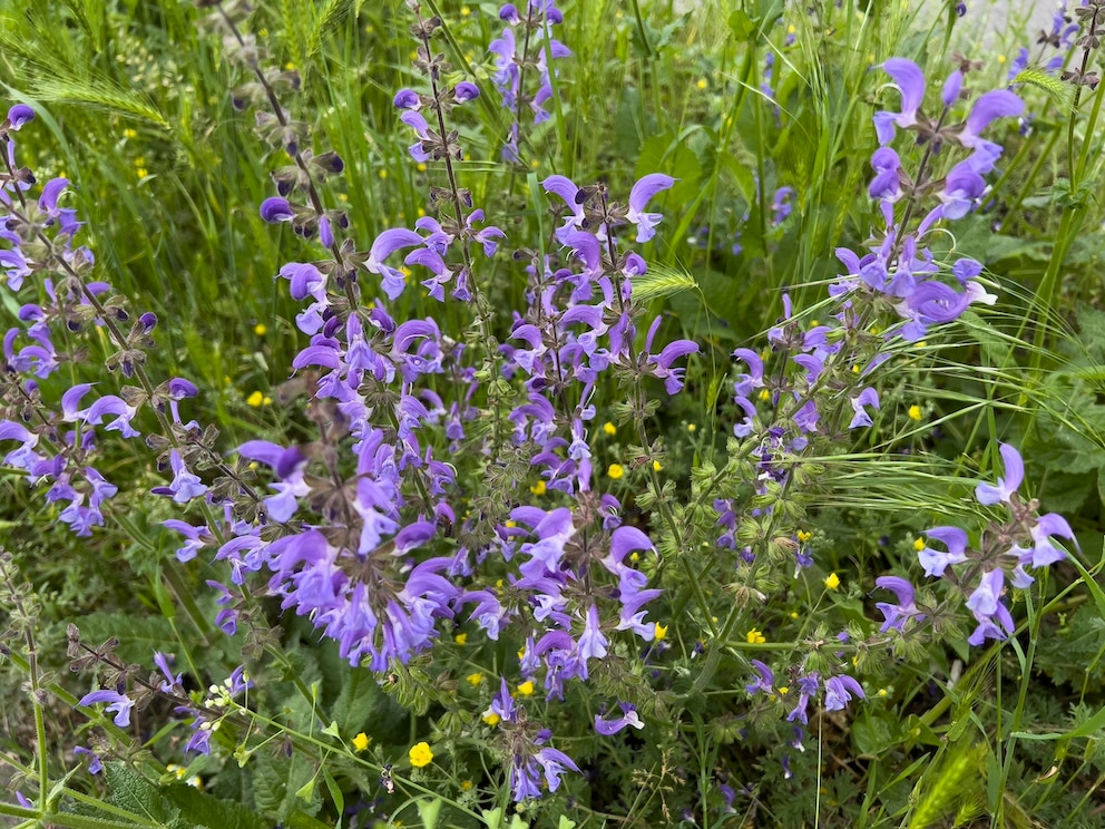 Wiesensalbei