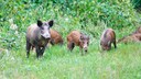 Wildschweine