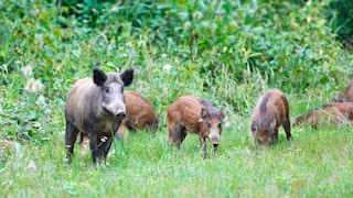 Wildschweine