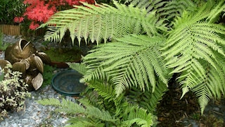 Baumfarn (Dicksonia)