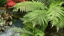 Baumfarn (Dicksonia)