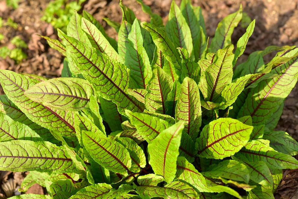 Wie man Blutampfer im Garten pflanzt und pflegt