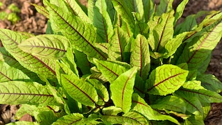 Blutampfer (Rumex sanguineus)