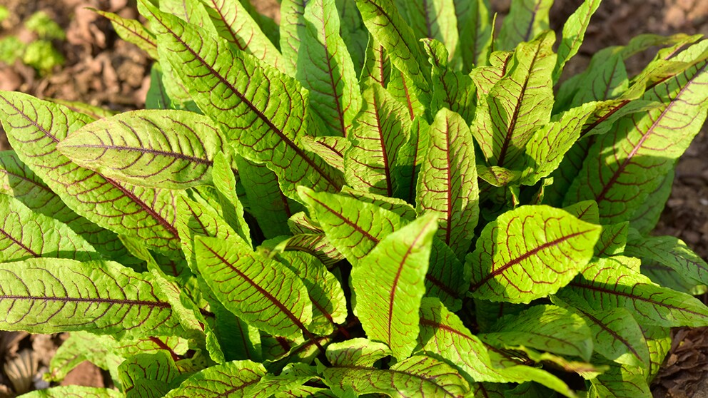 Blutampfer (Rumex sanguineus)