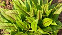Blutampfer (Rumex sanguineus)