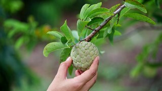 Cherimoya