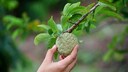 Cherimoya