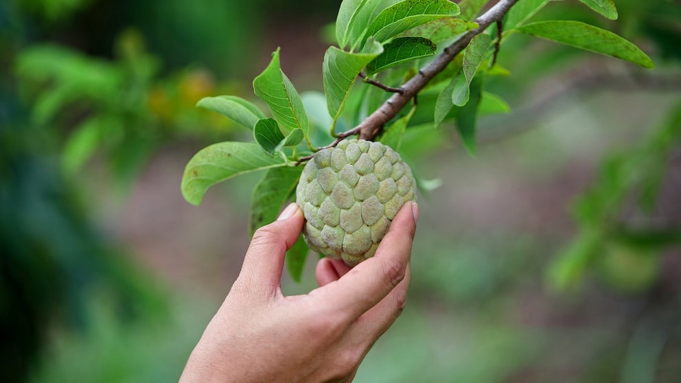 Cherimoya