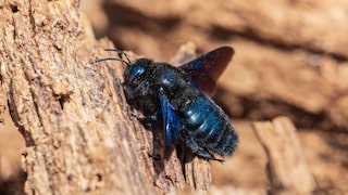 Wildbienen Winter Garten