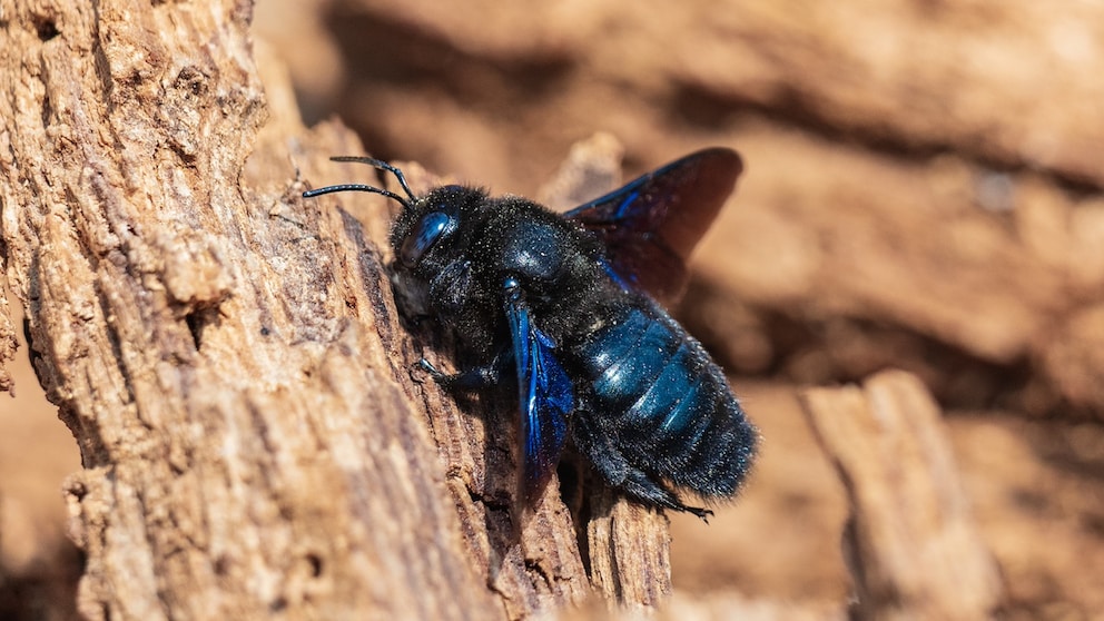 Wildbienen Winter Garten