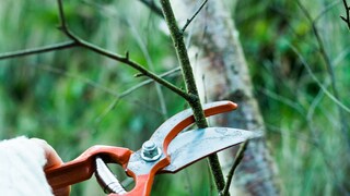 Mit dem Zurückschneiden verschiedener Gehölze im Herbst würde man den Pflanzen schaden