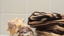 Muscheln finden sich als maritime Deko-Elemente in vielen Badezimmern. Doch sind sie auch ein geeignetes Putzutensil, um hartn&auml;ckige Kalkablagerungen und Urinstein in der Toilette zu entfernen?