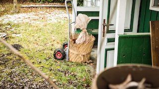Kuebelpflanzen November rein