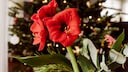 Amaryllis gehört zu den Pflanzen, die rund um Weihnachten blühen