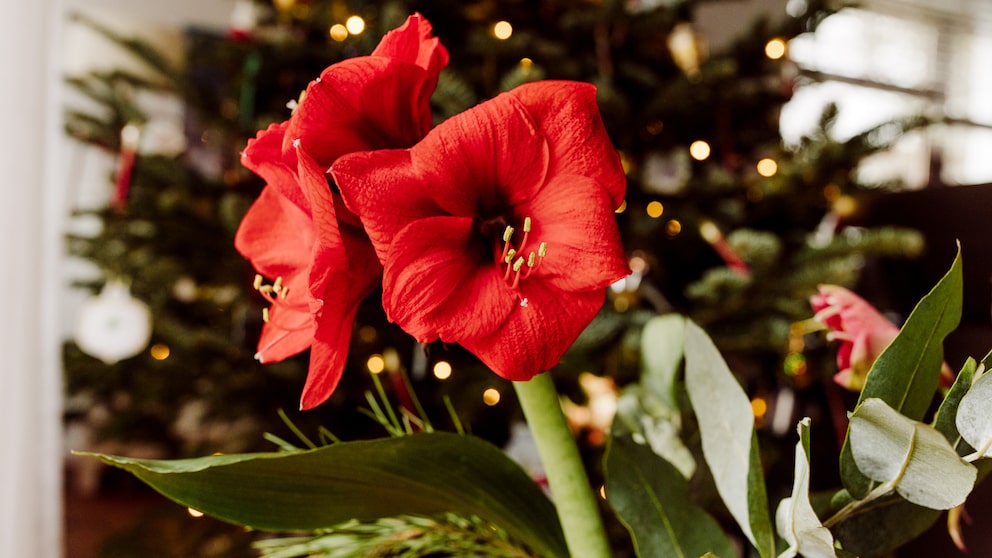 Amaryllis gehört zu den Pflanzen, die rund um Weihnachten blühen