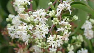 „Sieben-Söhne-des-Himmels“-Strauch