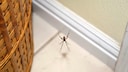 Spinne in der Wohnung