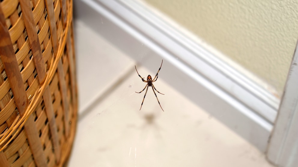 Spinne in der Wohnung