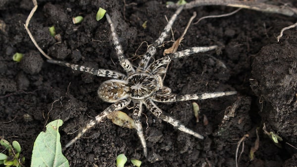 Südrussische Tarantel (Lycosa singoriensis)