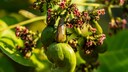 Der Cashewbaum ist zur Giftpflanze des Jahres 2025 gewählt worden
