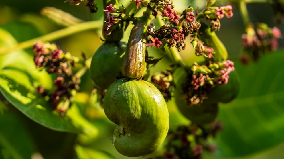 Der Cashewbaum ist zur Giftpflanze des Jahres 2025 gewählt worden