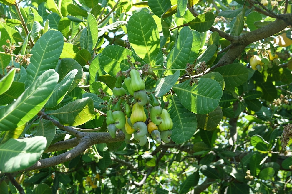 Cashewbaum