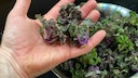 Flower Sprouts