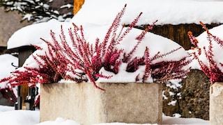 Schnee ist Wasser, in anderem Zustand. Muss man Pflanzen also trotzdem gießen, wenn es geschneit hat?