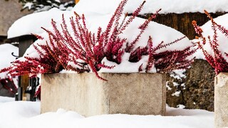 Schnee ist Wasser, in anderem Zustand. Muss man Pflanzen also trotzdem gießen, wenn es geschneit hat?