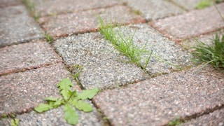 Unrkaut Steinplatten entfernen