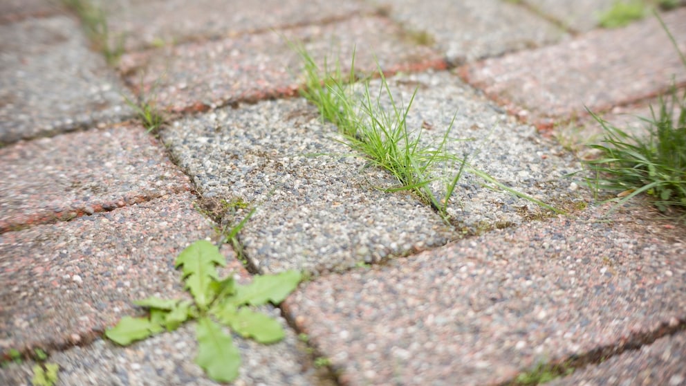 Unrkaut Steinplatten entfernen