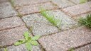 Unrkaut Steinplatten entfernen