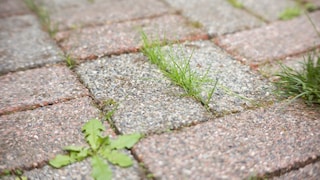 Unrkaut Steinplatten entfernen