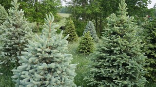 Weihnachtsbaum Arten