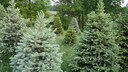 Weihnachtsbaum Arten