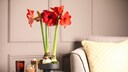 So ist es richtig: Die Amaryllis ben&ouml;tigt nur ein kleines Pflanzgef&auml;&szlig;