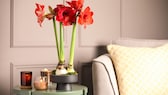 So ist es richtig: Die Amaryllis benötigt nur ein kleines Pflanzgefäß