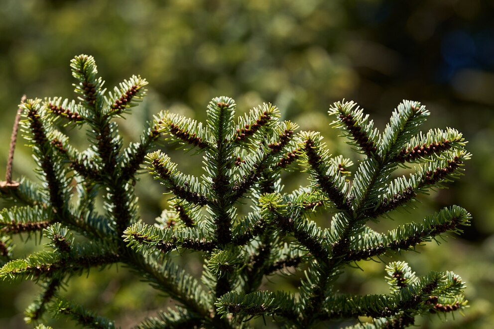 Abies Nordmanniana, Nordmanntanne