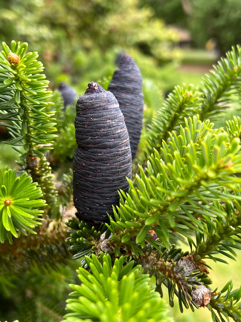 Abies Koreana, Koreatanne