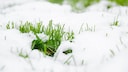 Rasen im Dezember