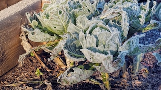 Gemüse im Hochbeet im Winter