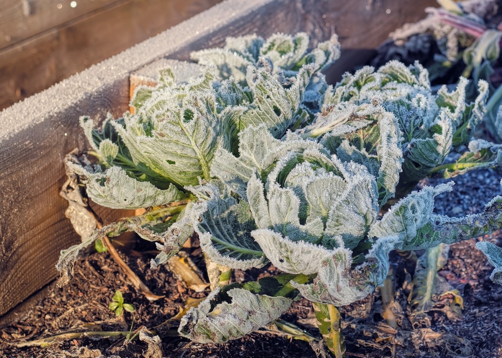 Gemüse im Hochbeet im Winter