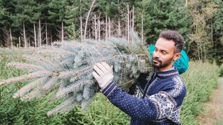 Die beliebtesten Weihnachtsbäume in Deutschland sind die Nordmanntanne und die Blaufichte. Was sind die Unterschiede?